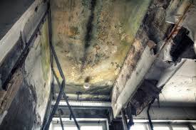 Environmental Consulting for Mold Prevention in Beverly Hills, FL